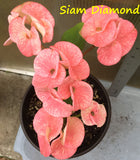 Euphorbia Milii SIAM DIAMOND Crown of Thorns Corona de Cristo Poysean Succulent