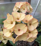 Euphorbia Milii 'Butter Berry" Crown of Thorns Corona De Cristo Succulent