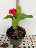 Euphorbia Milii SNOWFIRE Crown of Thorns  Corona de Cristo