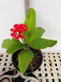 Euphorbia Milii SNOWFIRE Crown of Thorns  Corona de Cristo