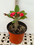Euphorbia Milii SIAM SUNSHINE Crown of Thorns Corona De Cristo