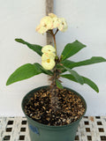 Euphorbia Milii PHOY KAO Crown of Thorns Corona de Cristo Thai Hybrid