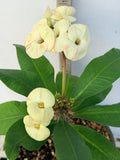 Euphorbia Milii PHOY KAO Crown of Thorns Corona de Cristo Thai Hybrid
