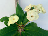 Euphorbia Milii PHOY KAO Crown of Thorns Corona de Cristo Thai Hybrid