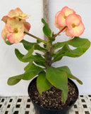 Euphorbia Milii UDOM PHON Crown of Thorns Corona de Cristo Cactus Thai Hybrid