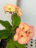 Euphorbia Milii UDOM PHON Crown of Thorns Corona de Cristo Cactus Thai Hybrid
