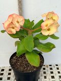Euphorbia Milii UDOM PHON Crown of Thorns Corona de Cristo Cactus Thai Hybrid