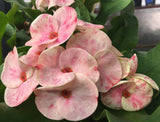 Euphorbia Milii APHRODITE Crown of Thorns Corona de Cristo Cactus Poysean Thai Hybrid