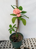 Euphorbia Milii ROMANTIC PINK Crown of Thorns Corona de Cristo