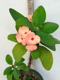 Euphorbia Milii ROMANTIC PINK Crown of Thorns Corona de Cristo