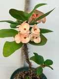 Euphorbia Milii ROMANTIC PINK Crown of Thorns Corona de Cristo