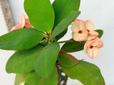 Euphorbia Milii ROMANTIC PINK Crown of Thorns Corona de Cristo