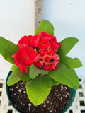 Euphorbia Milii RUAY CHANGLOEI Crown of Thorns Corona de Cristo Succulent