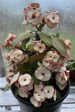 Euphorbia Milii NEVER ENDING (Love Affair) Crown of Thorns Corona De Cristo Thai Hybrid