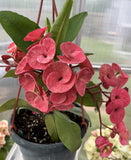 Euphorbia Milii RED SPARKLES Crown of Thorns Coronas de Cristo