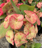 Euphorbia Milii ORANGE GIULIA Crown of Thorns Corona De Cristo Rare Poysean
