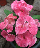 Euphorbia Milii SIAM DIAMOND Crown of Thorns Corona de Cristo Poysean Succulent