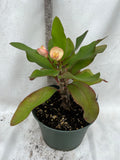 Euphorbia Milii CUTIS PORCELANA Crown of Thorns Corona De Cristo Cactus