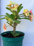 Euphorbia Milii MIKAELA Crown of Thorns Corona de Cristo Succulent/Cactus