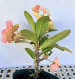 Euphorbia Milii MIKAELA Crown of Thorns Corona de Cristo Succulent/Cactus