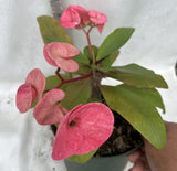 Euphorbia Milii RED SPARKLES Crown of Thorns Coronas de Cristo