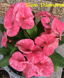 Euphorbia Milii SIAM DIAMOND Crown of Thorns Corona de Cristo Poysean Succulent