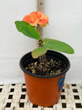 Euhorbia Milii CALIFORNIA SUNRISE Crown Of Thorns Corona de Cristo