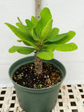 Euphorbia Milii BELLA Crown of Thorns Corona De Cristo Thai Hybrid