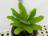 Euphorbia Milii BELLA Crown of Thorns Corona De Cristo Thai Hybrid