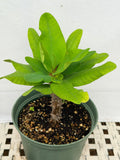 Euphorbia Milii BELLA Crown of Thorns Corona De Cristo Thai Hybrid