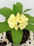 Euphorbia Milii TWILIGHT WONDER Crown Of Thorns Thai Hybrid Corona de Cristo
