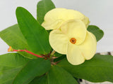 Euphorbia Milii TWILIGHT WONDER Crown Of Thorns Thai Hybrid Corona de Cristo