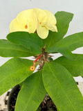 Euphorbia Milii TWILIGHT WONDER Crown Of Thorns Thai Hybrid Corona de Cristo