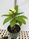 Euphorbia Milii TWILIGHT WONDER Crown Of Thorns Thai Hybrid Corona de Cristo