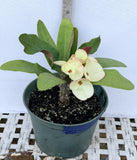 Euhorbia Milii Crown Of Thorns Corona de Cristo 'Name it Yourself' New Variety