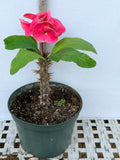 Euphorbia Milii SNOWFIRE Crown of Thorns  Corona de Cristo