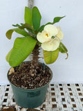 Euhorbia Milii Crown Of Thorns Corona de Cristo 'Name it Yourself' White Variety