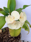 Euhorbia Milii Crown Of Thorns Corona de Cristo 'Name it Yourself' White Variety