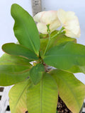 Euhorbia Milii Crown Of Thorns Corona de Cristo 'Name it Yourself' White Variety