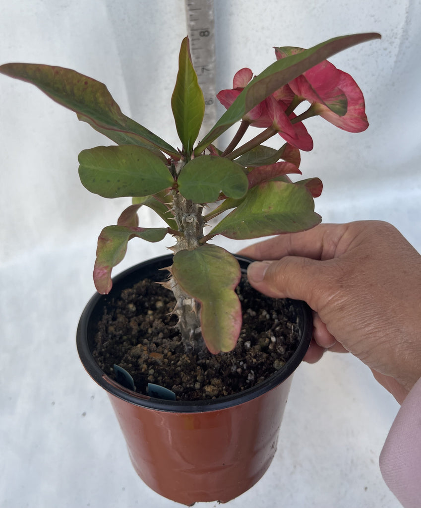 Euphorbia Milii SIAM SUNSHINE Crown of Thorns Corona De Cristo ...