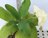 Euhorbia Milii Crown Of Thorns Corona de Cristo 'Name it Yourself' White Variety