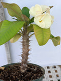 Euhorbia Milii Crown Of Thorns Corona de Cristo 'Name it Yourself' White Variety