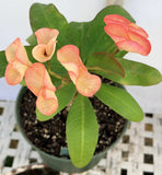 Euhorbia Milii Crown Of Thorns Corona de Cristo 'Name it Yourself' Pink Variety