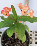 Euhorbia Milii Crown Of Thorns Corona de Cristo 'Name it Yourself' Pink Variety
