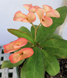 Euhorbia Milii Crown Of Thorns Corona de Cristo 'Name it Yourself' Pink Variety