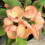 Euhorbia Milii Crown Of Thorns Corona de Cristo COLLECTOR'S COLLECTION