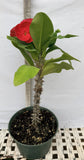 Euphorbia Milii RUAY CHANGLOEI Crown of Thorns Corona de Cristo Succulent