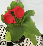 Euphorbia Milii RUAY CHANGLOEI Crown of Thorns Corona de Cristo Succulent