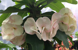 Euphorbia Milii Sexy Pink Crown of Thorns – Starter Cutting