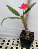 Euphorbia Milii HWAN CHAI Crown Of Thorns  Corona de Cristo